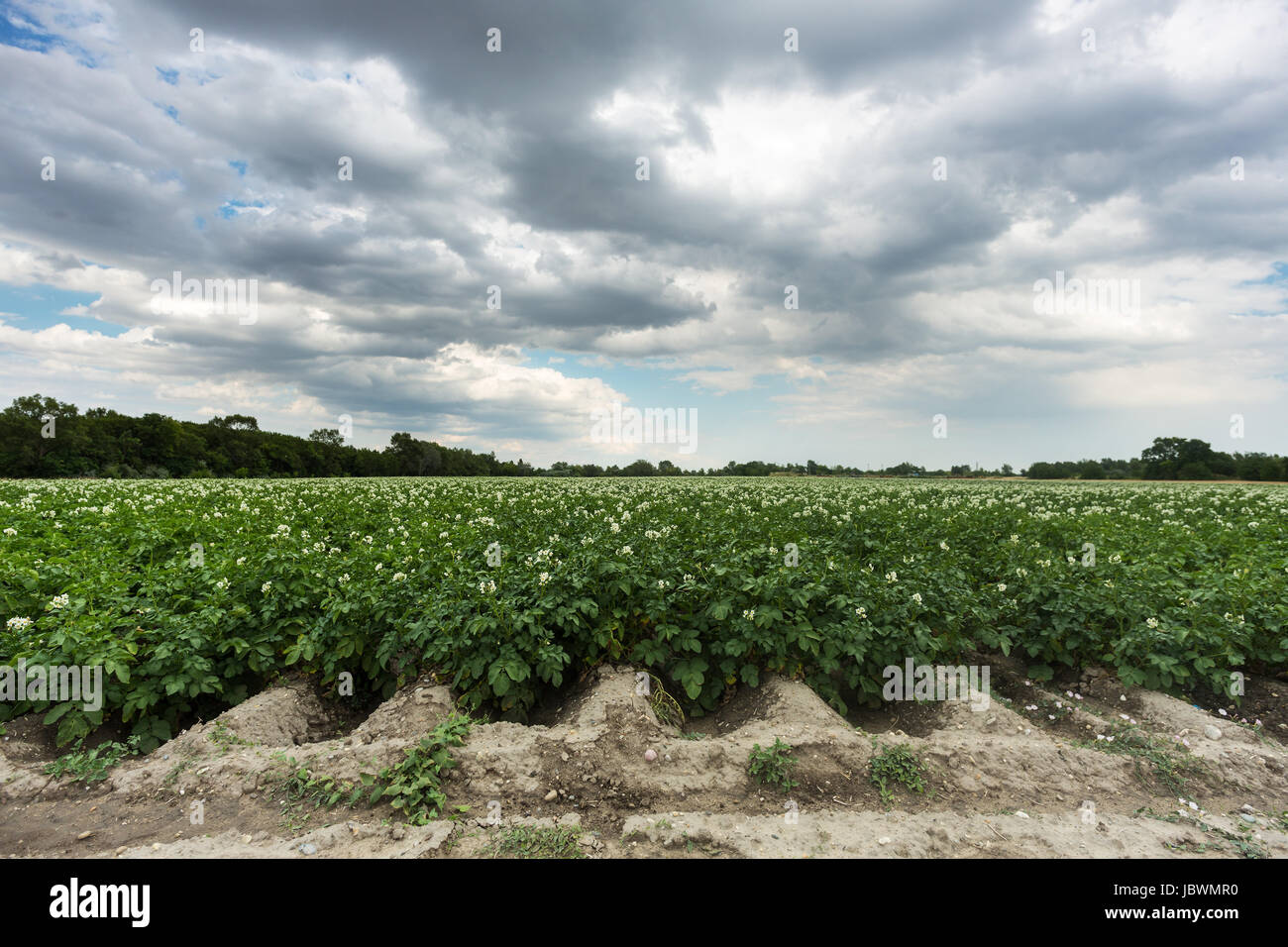 Kartoffel Erde High Resolution Stock Photography and Images - Alamy