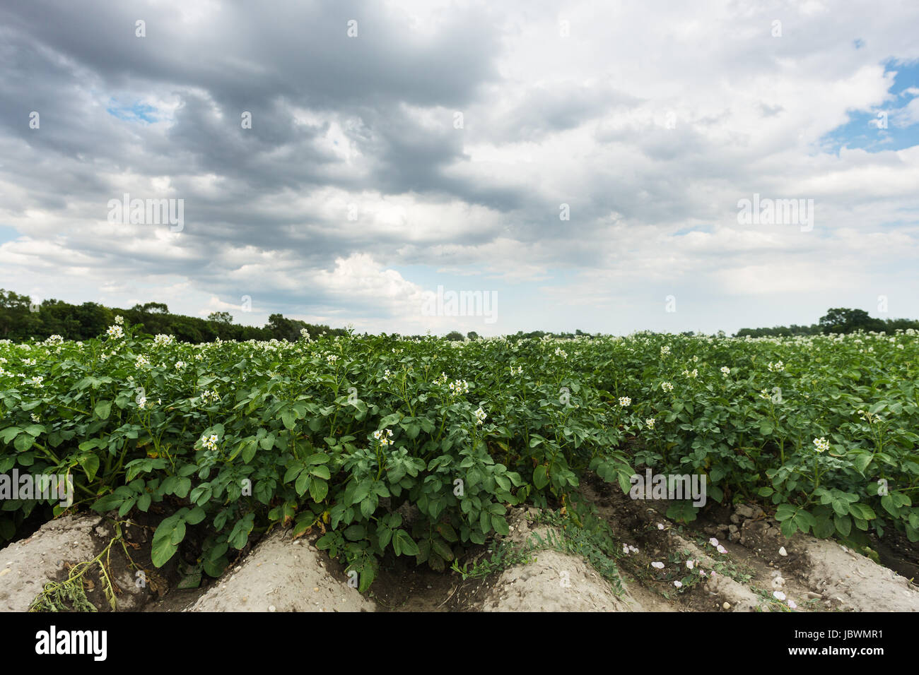 Kartoffel erde hi-res stock photography and images - Alamy