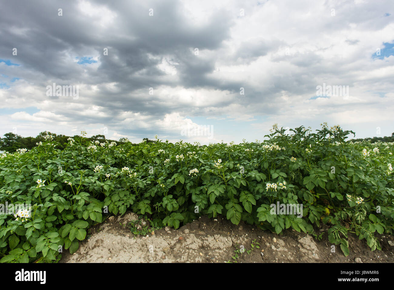 Kartoffel erde hi-res stock photography and images - Alamy