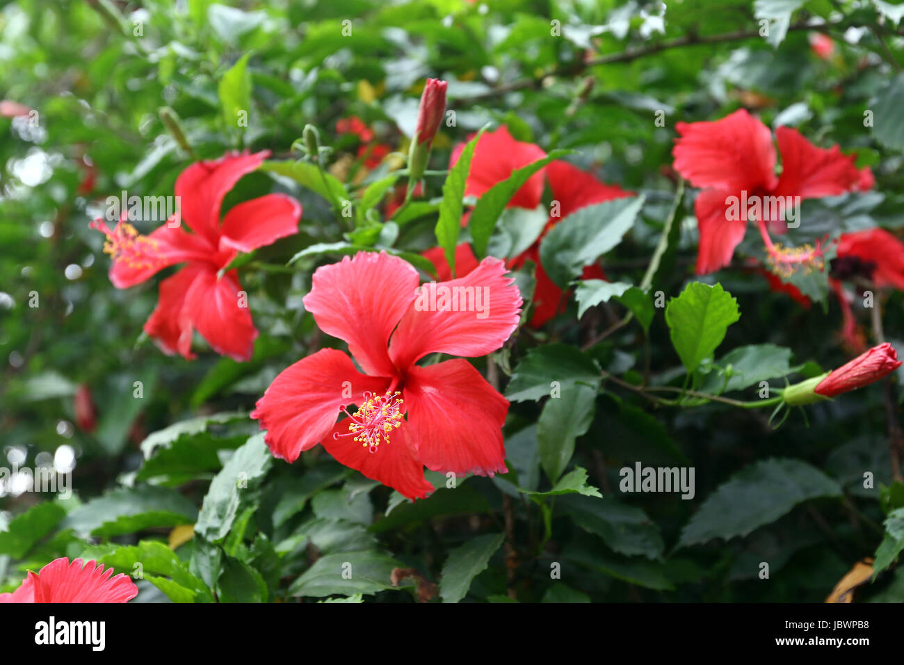 Red Hibiscus flower (Hibiscus rosasinensis Stock Photo Alamy