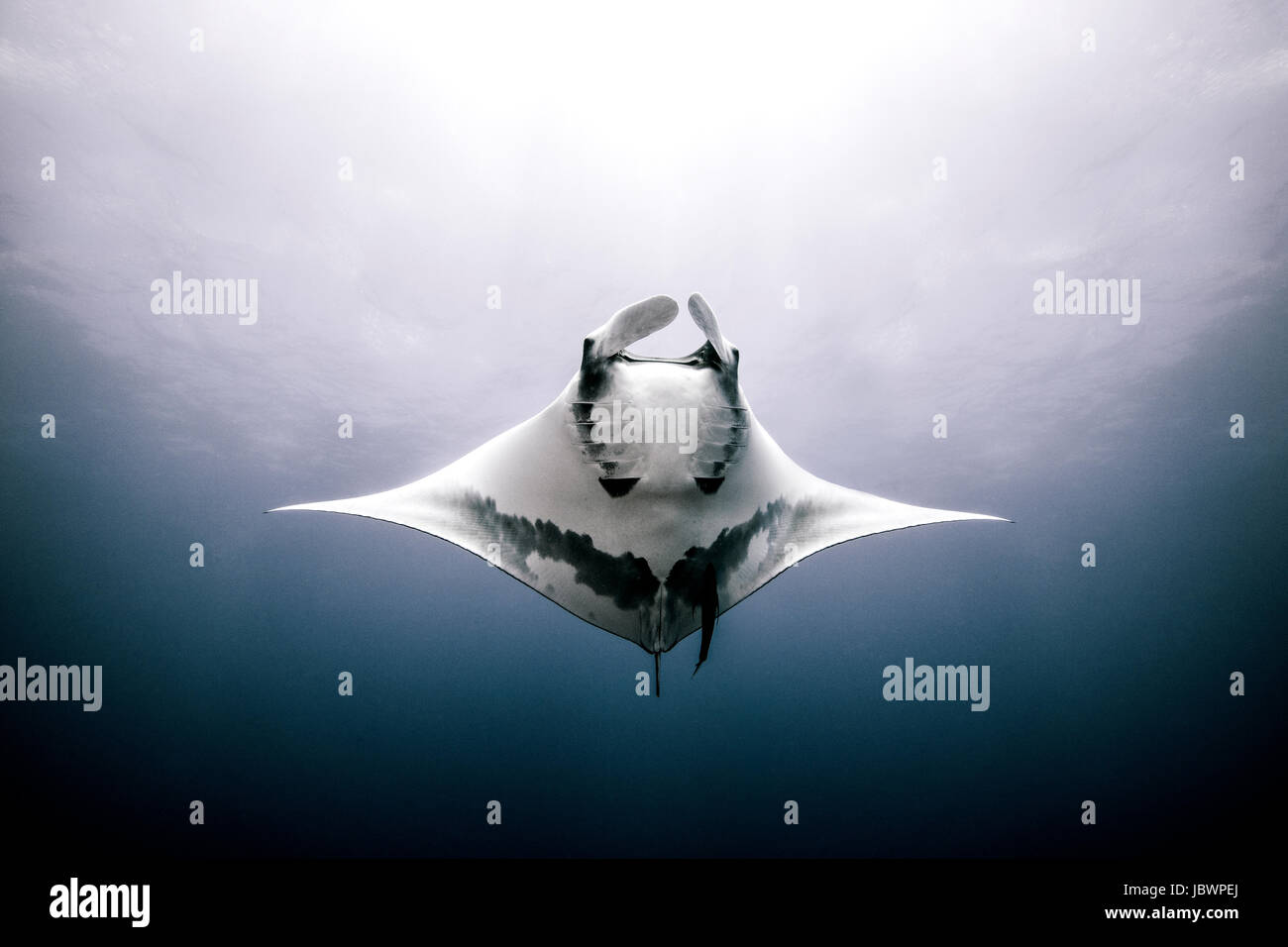 Giant Manta Ray, underwater view, Roca Partida, Mexico Stock Photo