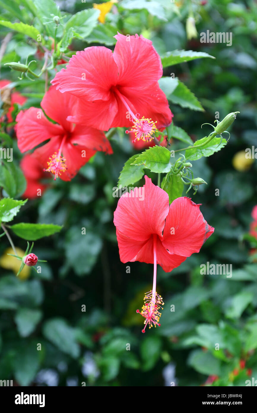 Red Hibiscus flower (Hibiscus rosasinensis Stock Photo Alamy