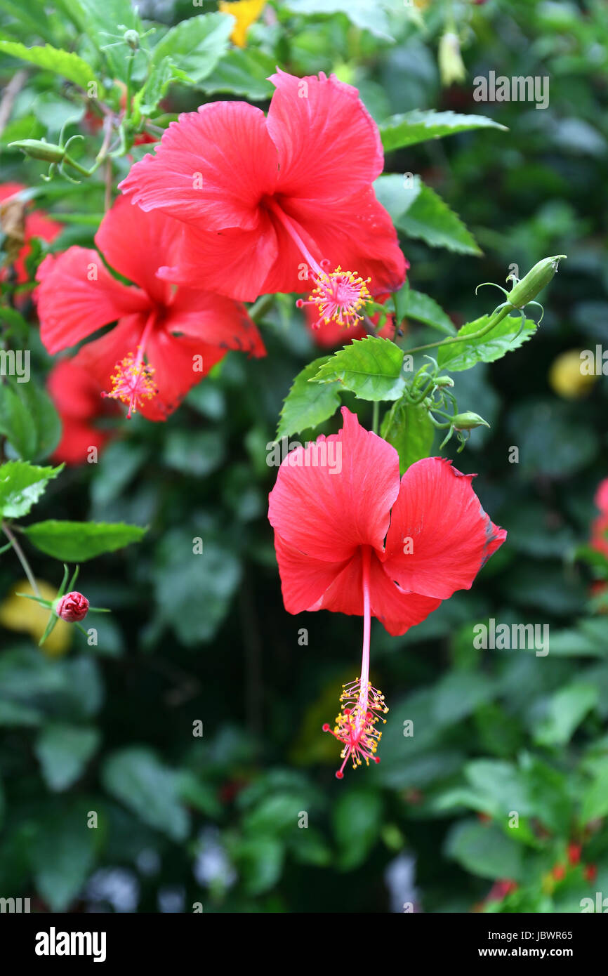 Red Hibiscus flower (Hibiscus rosasinensis Stock Photo Alamy