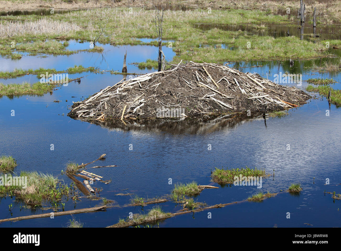A beaver lodge in Elk Island National Park, Alberta Canada Stock Photo