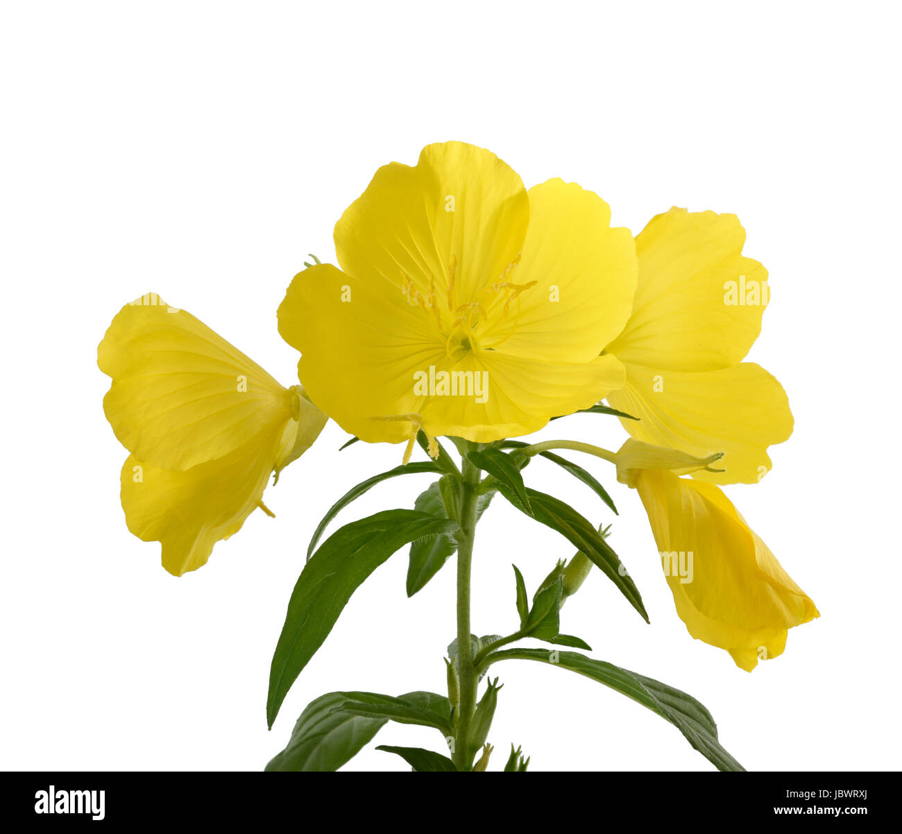 Evening primrose flowers hires stock photography and images Alamy