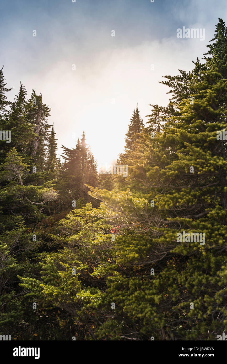 Trees in forest, Mount Baker, Washington, USA Stock Photo