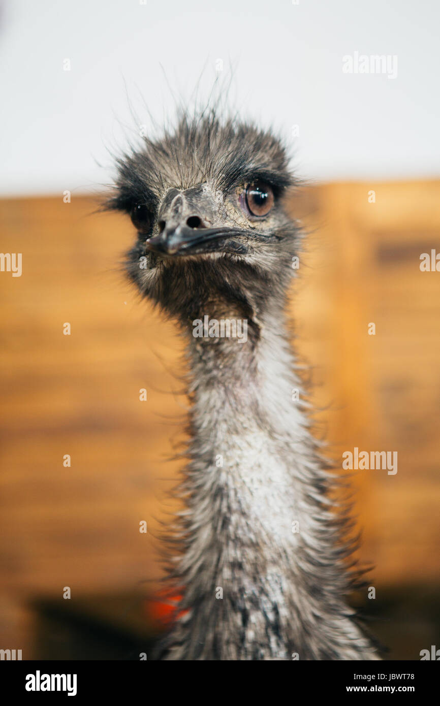 sad ostrich Emu portrait of a short distance Stock Photo