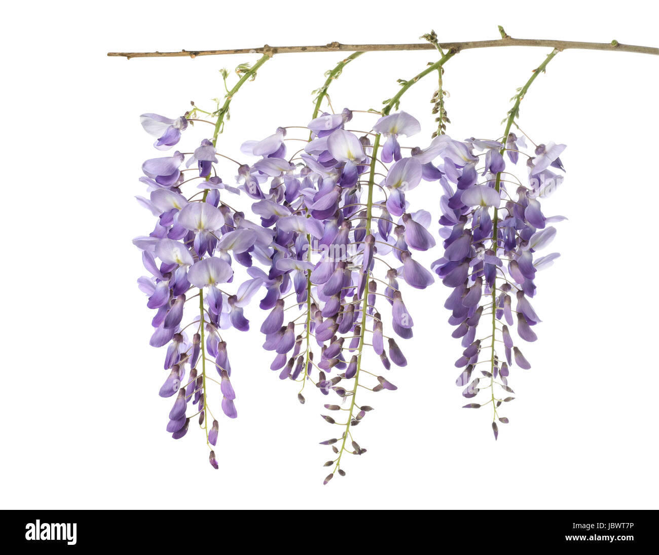 wisteria flowers isolated on white Stock Photo