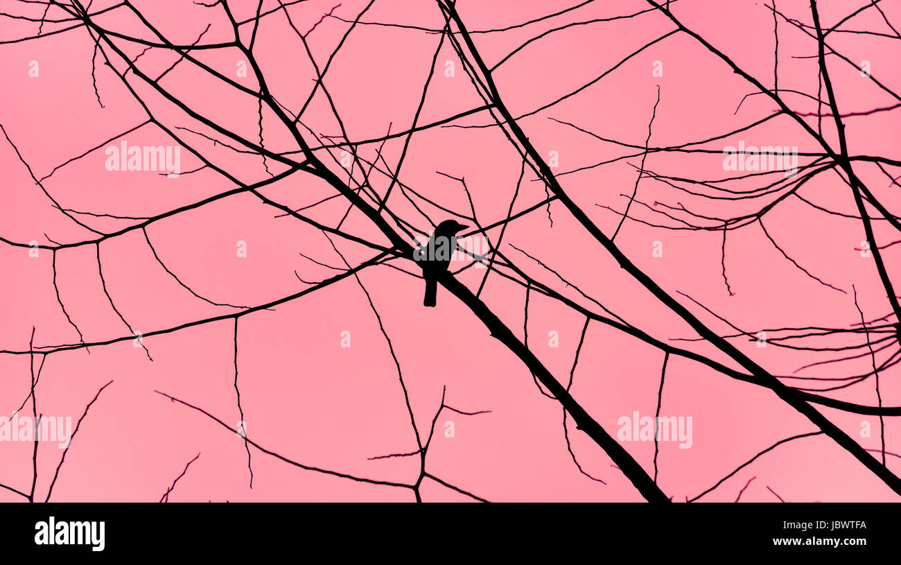 Bird silhouette against pink sky. Stock Photo