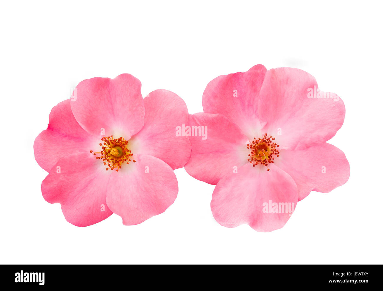 Dog rose (rosa canina) isolated on white background Stock Photo - Alamy