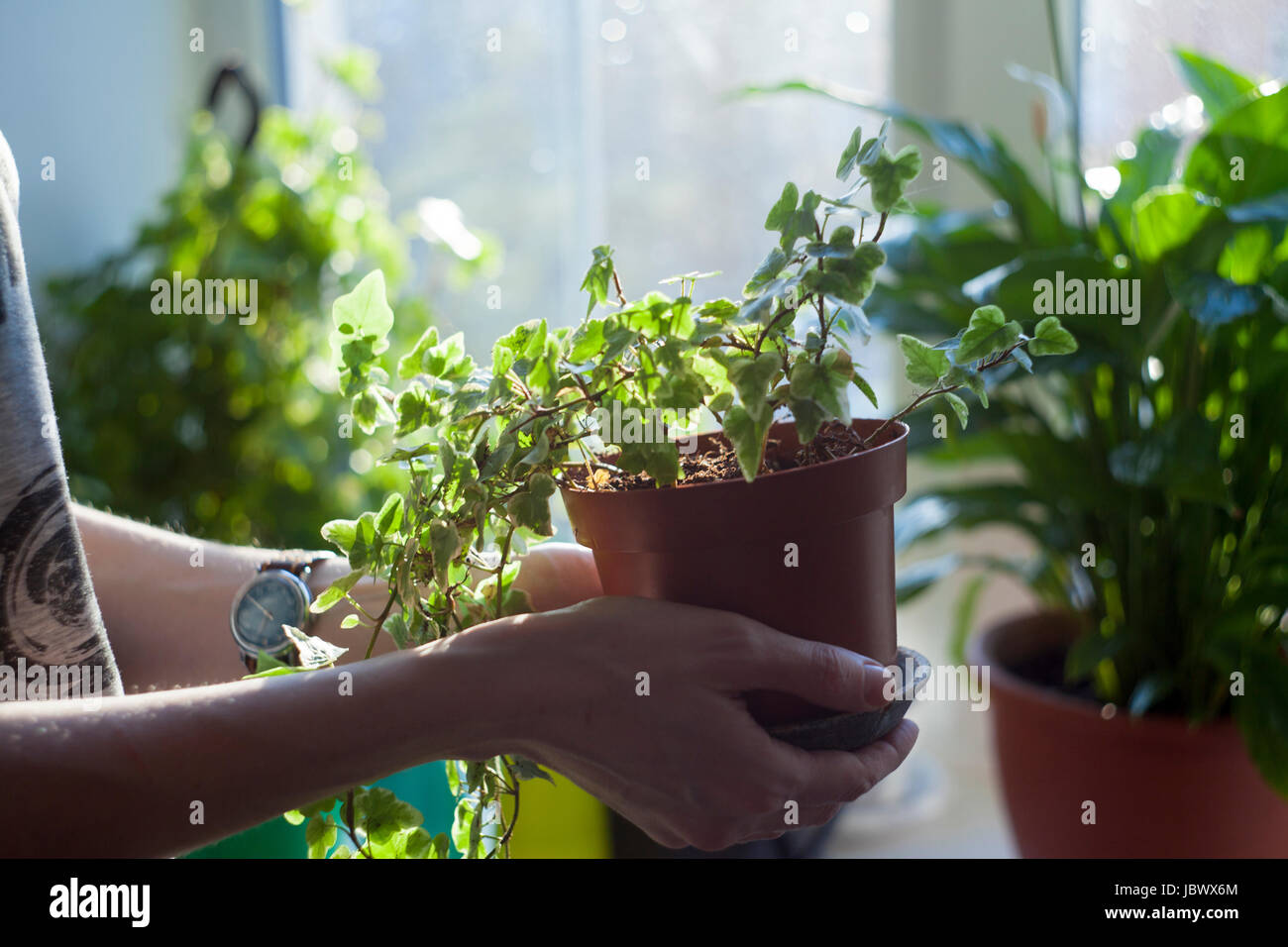 Woman holding potted plant, close-up Stock Photo - Alamy
