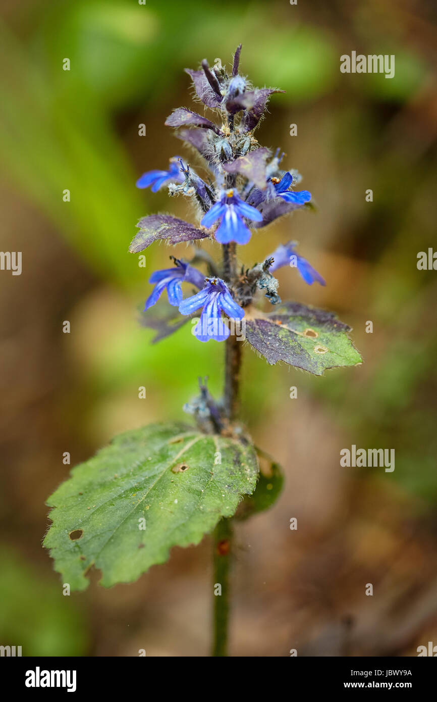 Little blue wild mountain flowers in closeup Stock Photo - Alamy