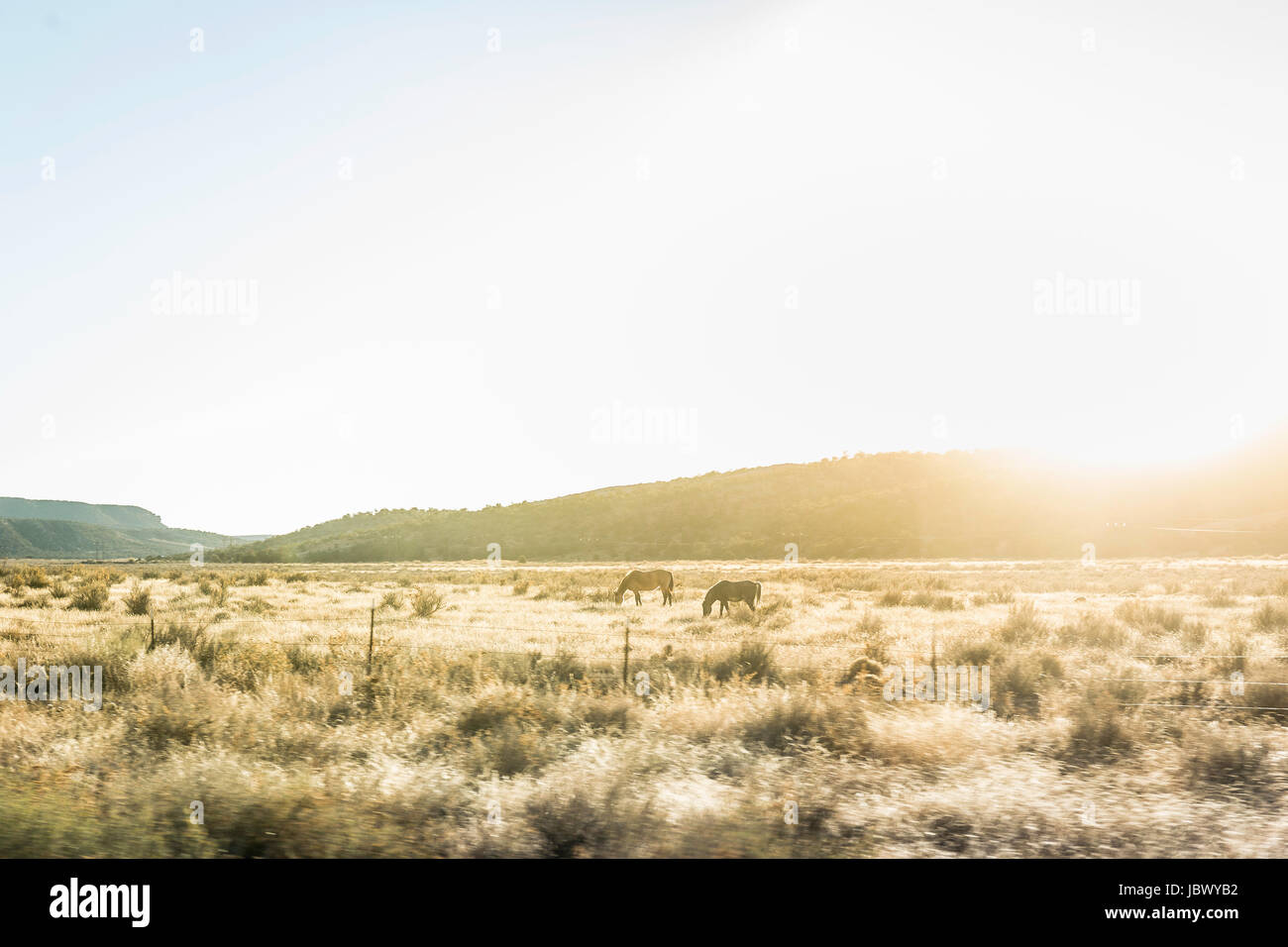 Horses grazing in sunlit landscape, Arizona, USA Stock Photo