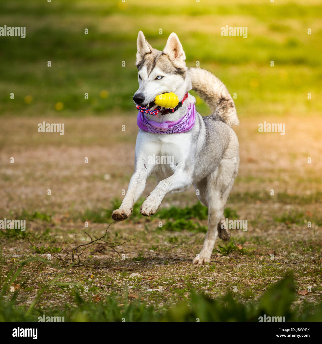 Eine Husky Hündin mit einer perfekten Figur rennt gut gelaunt mit ihrem Halstuch und ihrem Spielzeug durchs Bild. Stock Photo