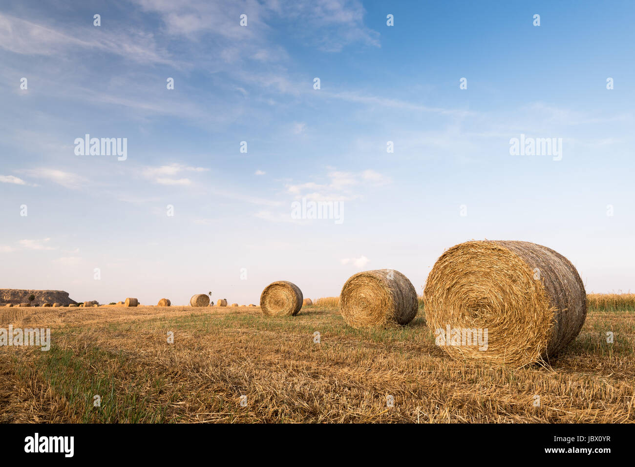 Agriculture field of Round bales of hay after harvesting Stock Photo ...
