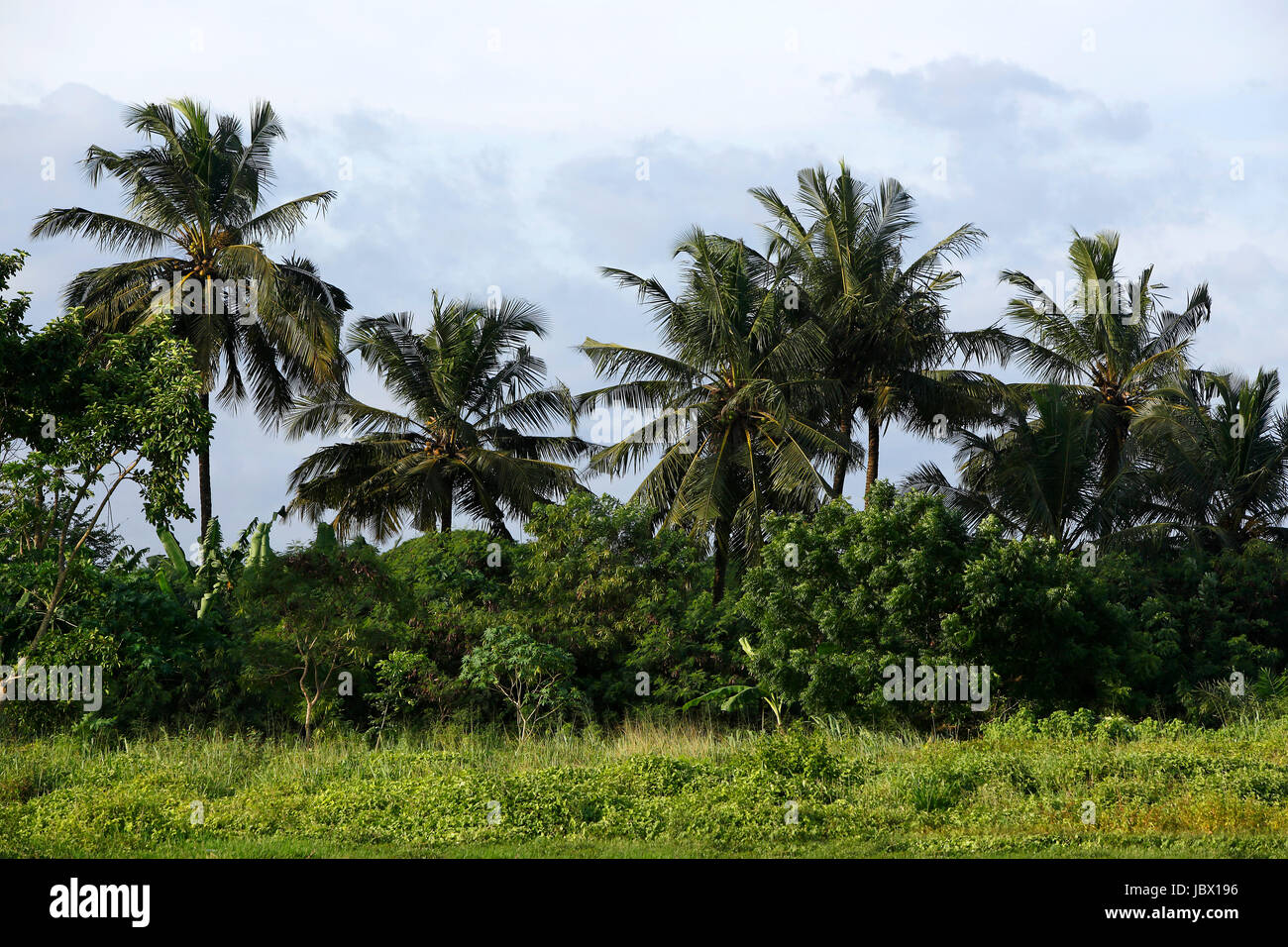 Beautiful palm trees in Africa with blue sky Stock Photo Alamy