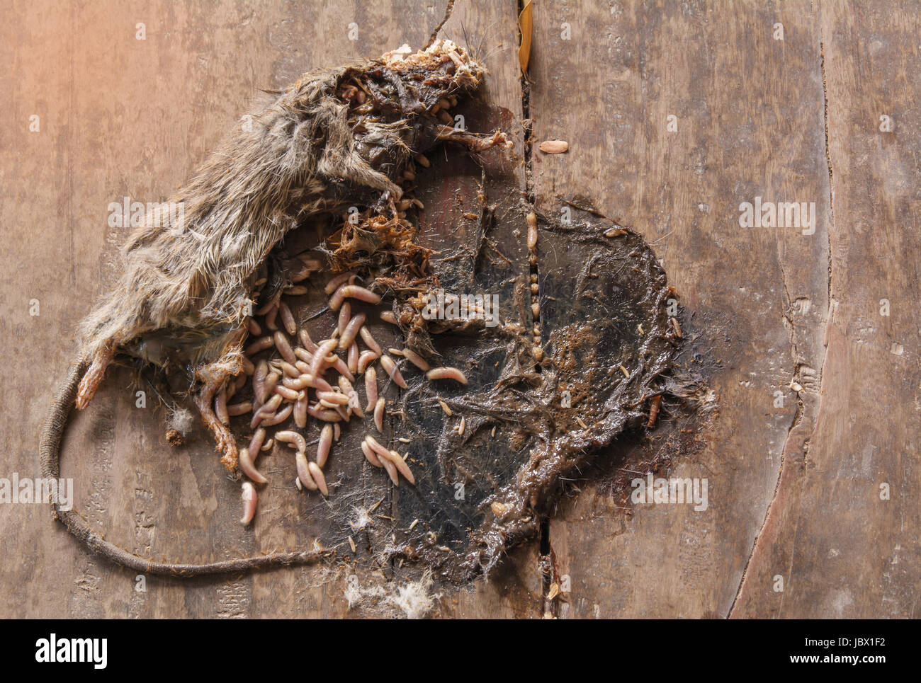 Dead gray and white mouse with maggots in body of mouse on wooden ground. Stock Photo