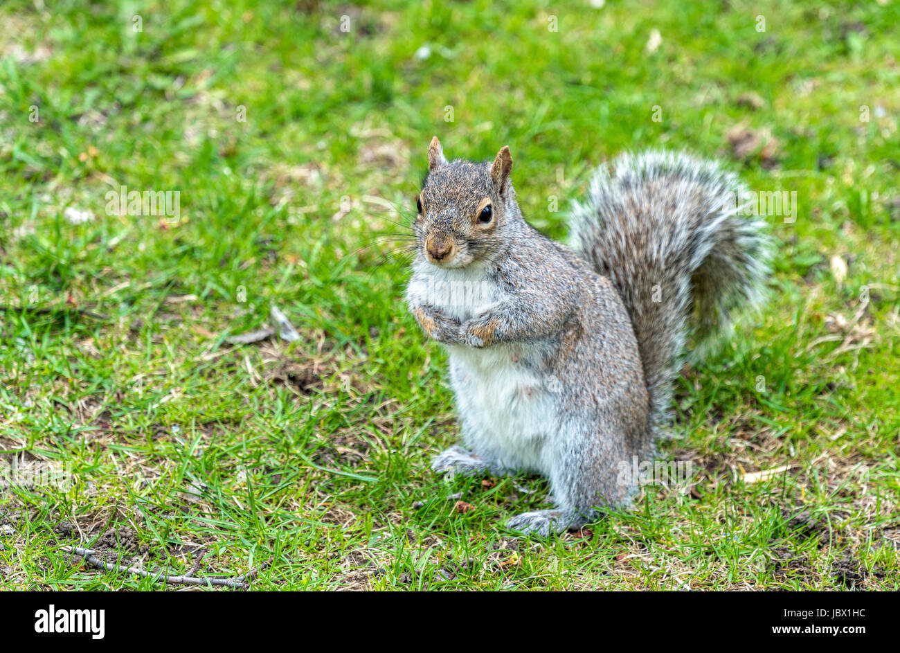 Eastern Gray Squirrel in Montreal Quebec, Canada Stock Photo Alamy