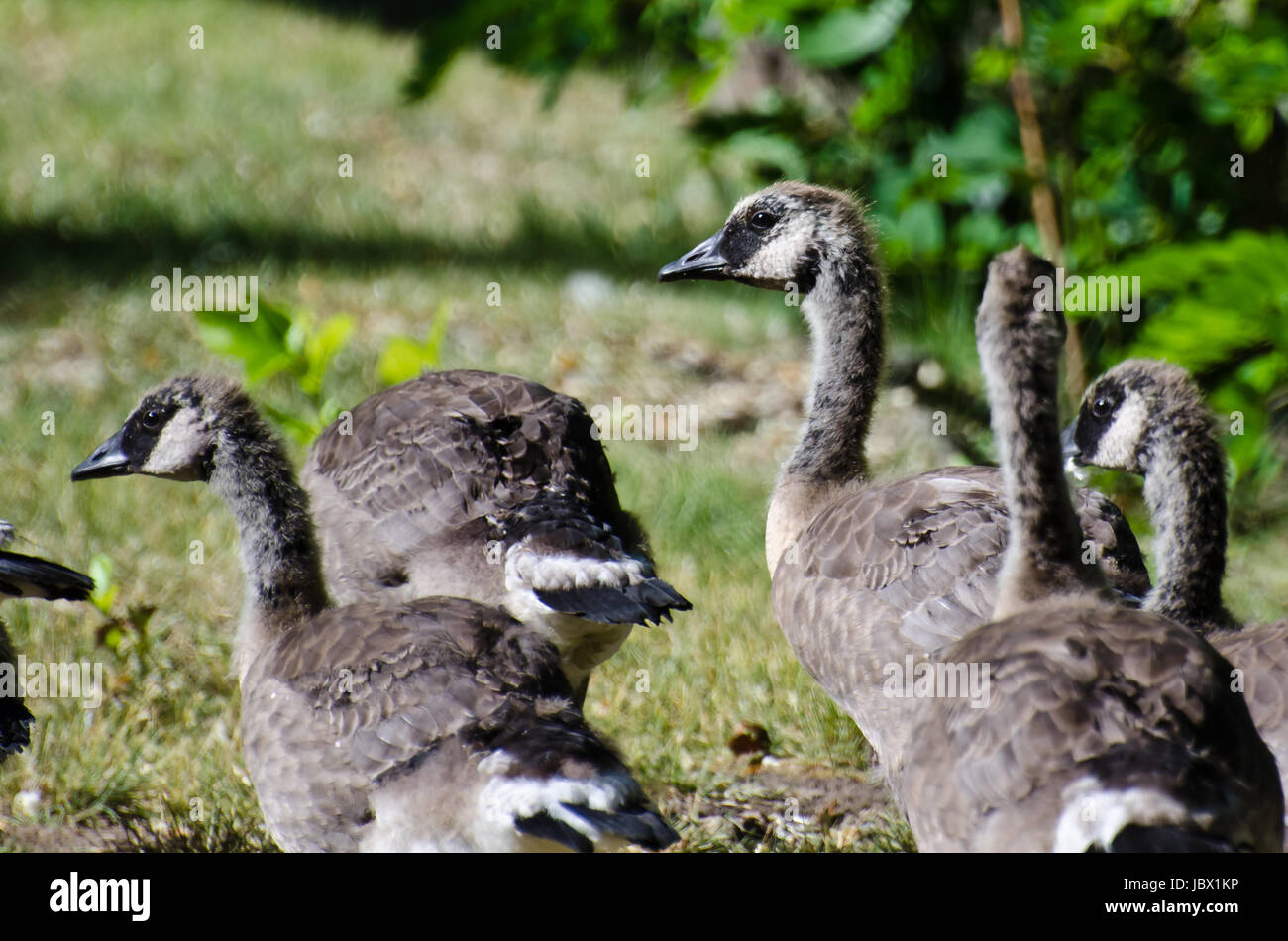 Birds Maturing Maturing Goslings Looking More Like Adult Geese Stock Photo - Alamy