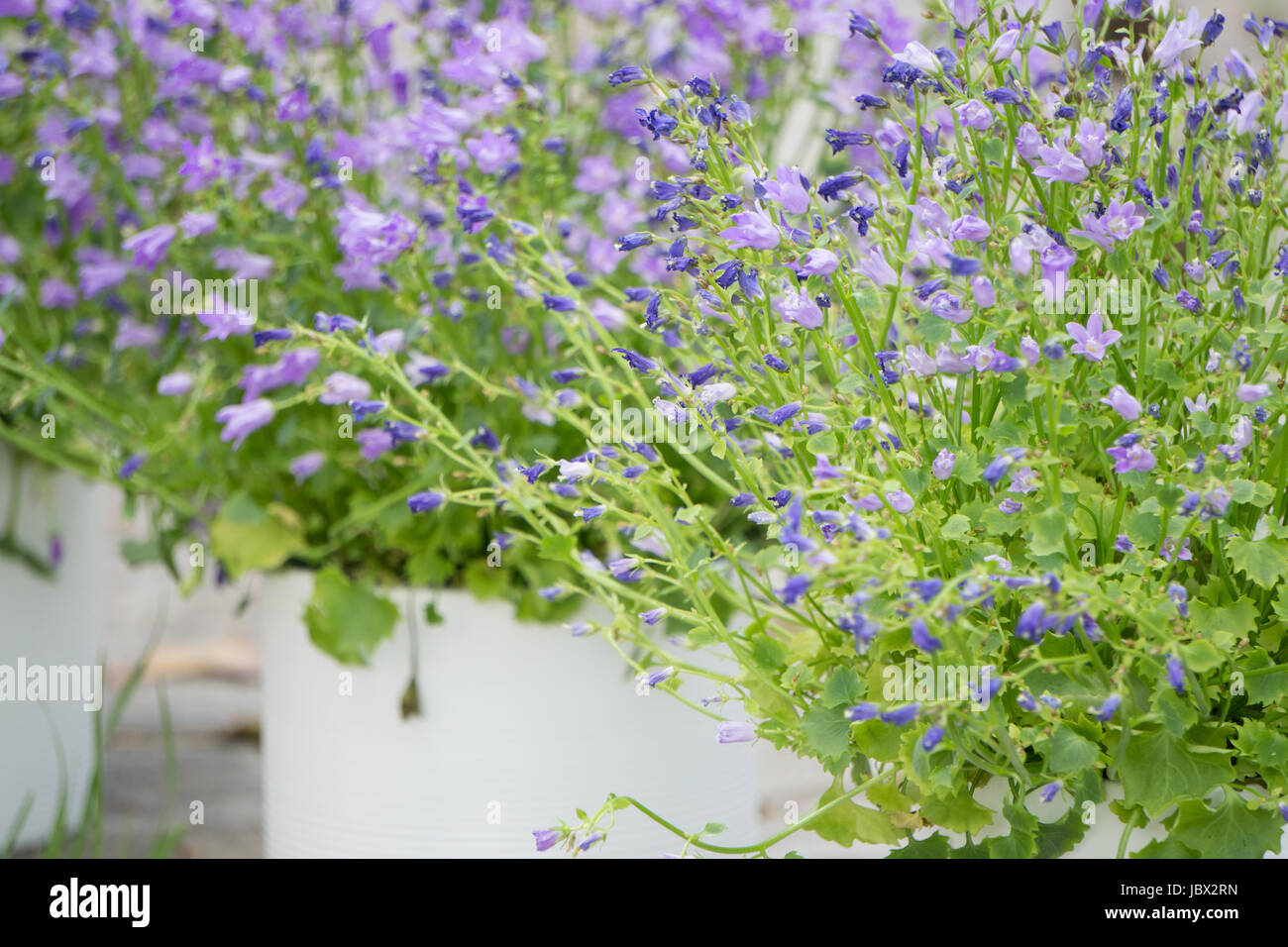 Beautiful bell flowers in white flowerpots on Midsummer in Latvia, celebration of Ligo in june Stock Photo