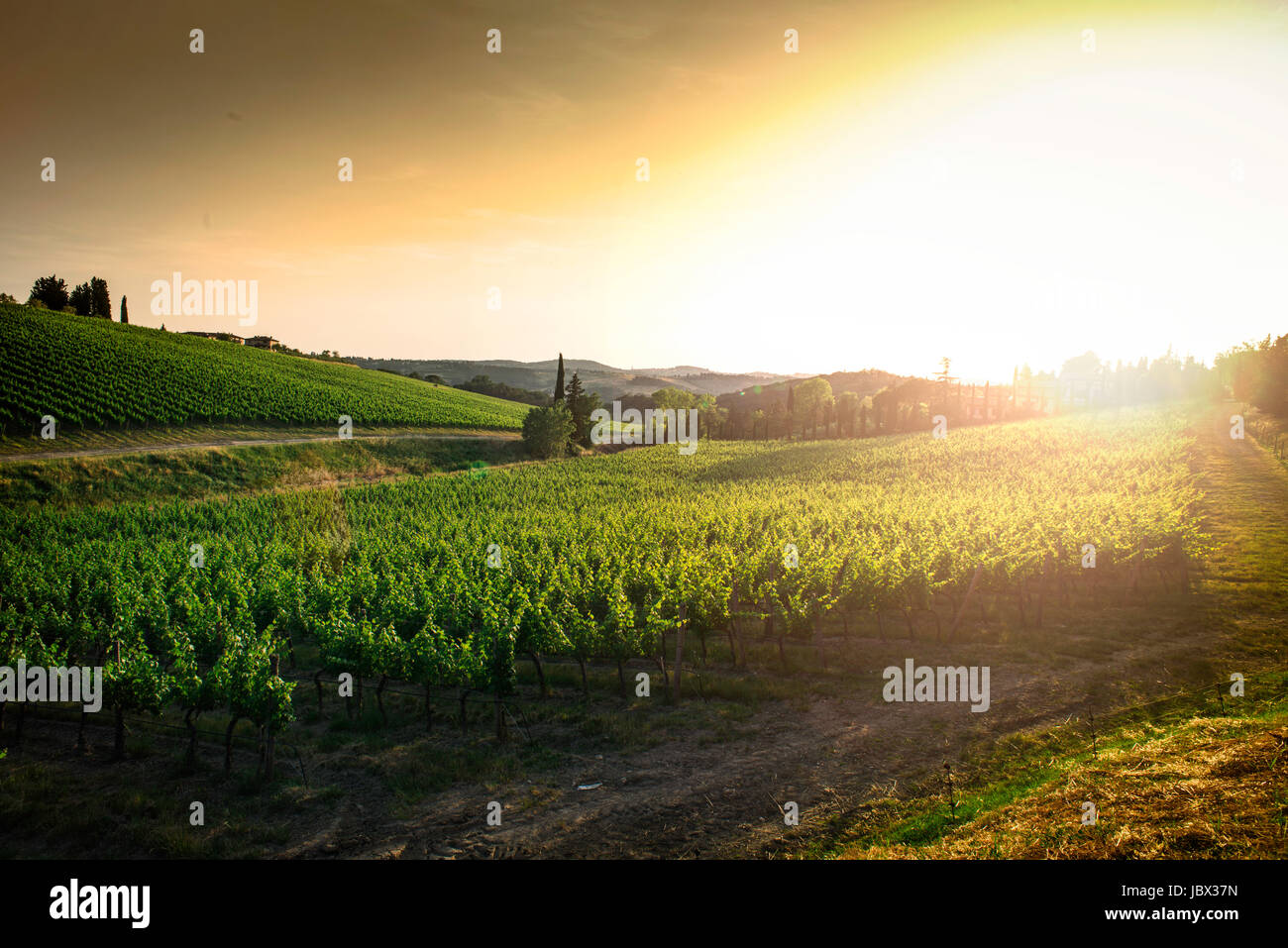 Vineyards in Tuscany. Farm house at sunset Stock Photo - Alamy