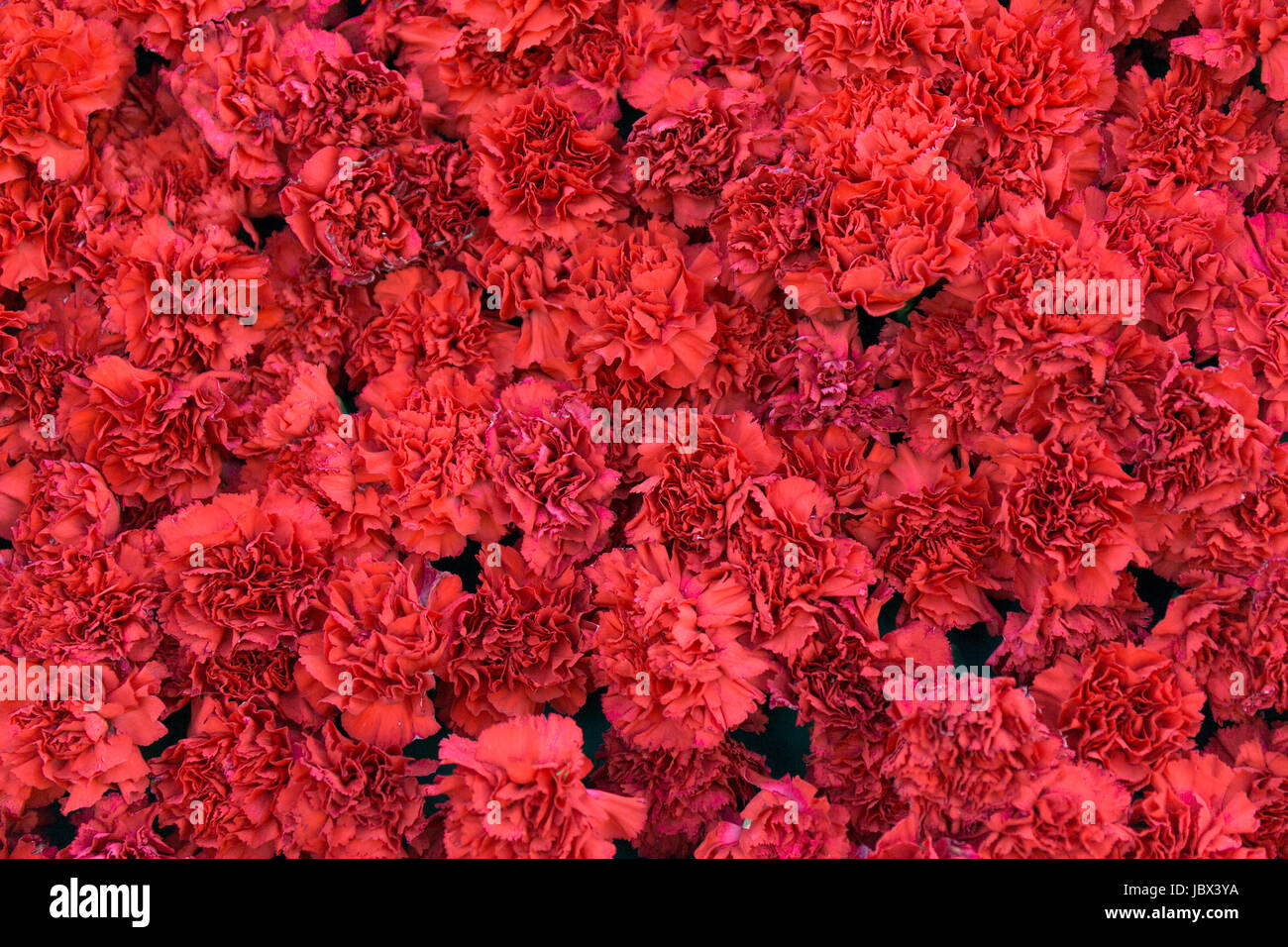 Red carnation flowers background. Blossom texture. Summer pattern Stock