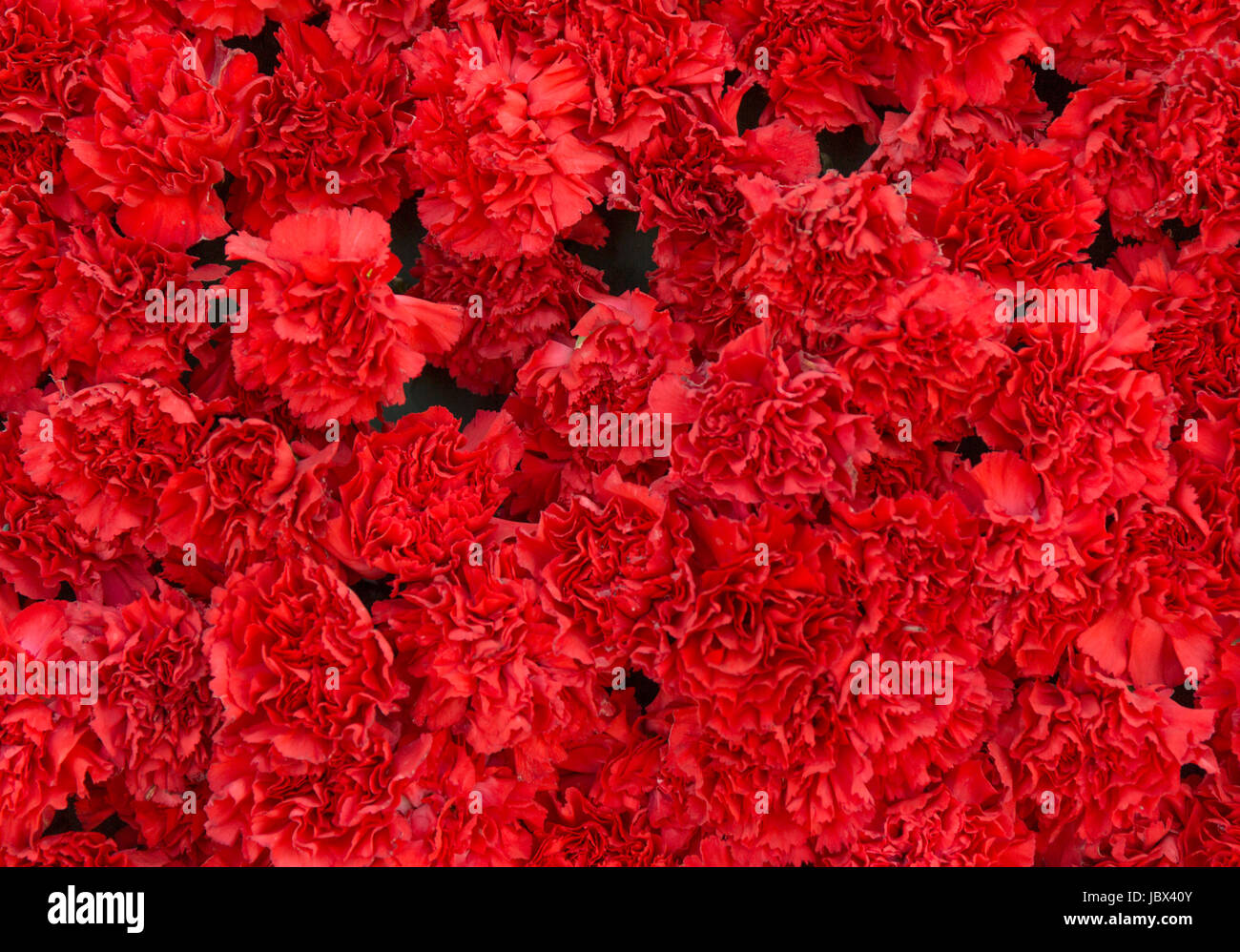Red carnation flowers background. Blossom texture. Summer pattern Stock