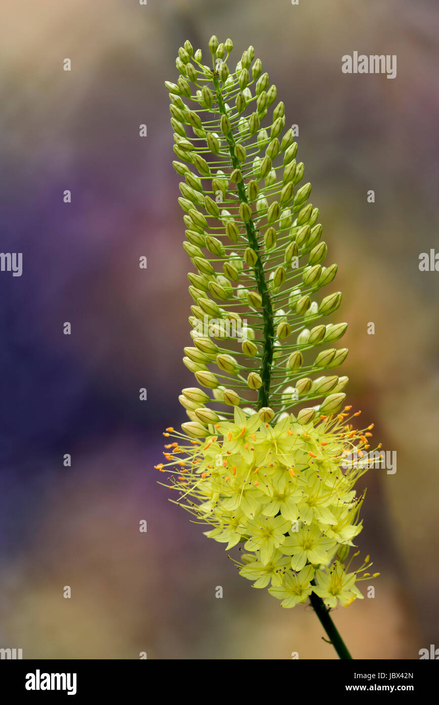 Eremurus Stenophyllus, Asphodelaceae. Foxtail Lily Stock Photo