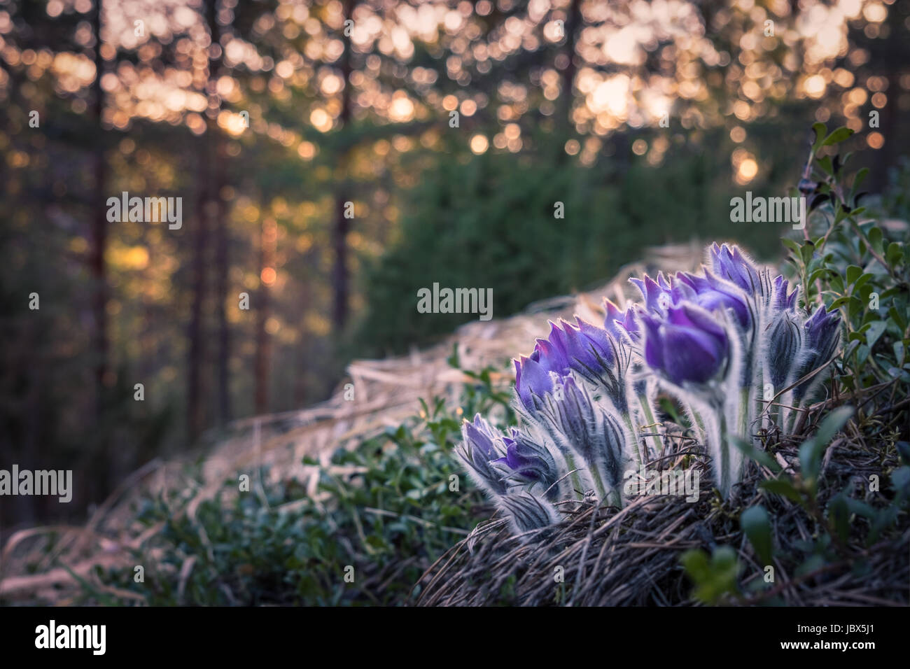 Very rare pulsatilla patens flower in the evening light and nice Stock Photo