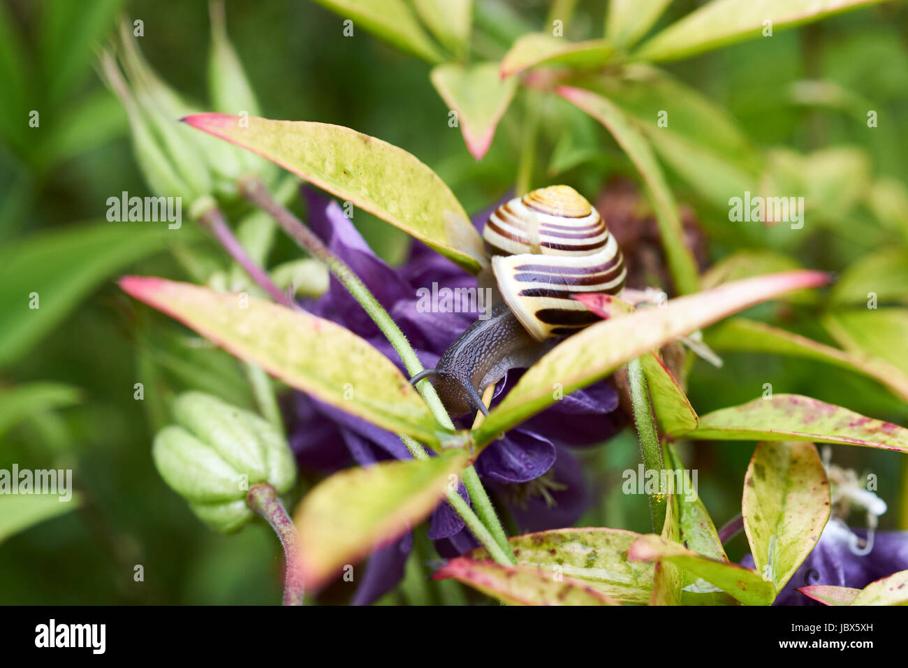 White-Lipped Snail (Cepaea hortensis) feeding on garden plants, UK. Stock Photo