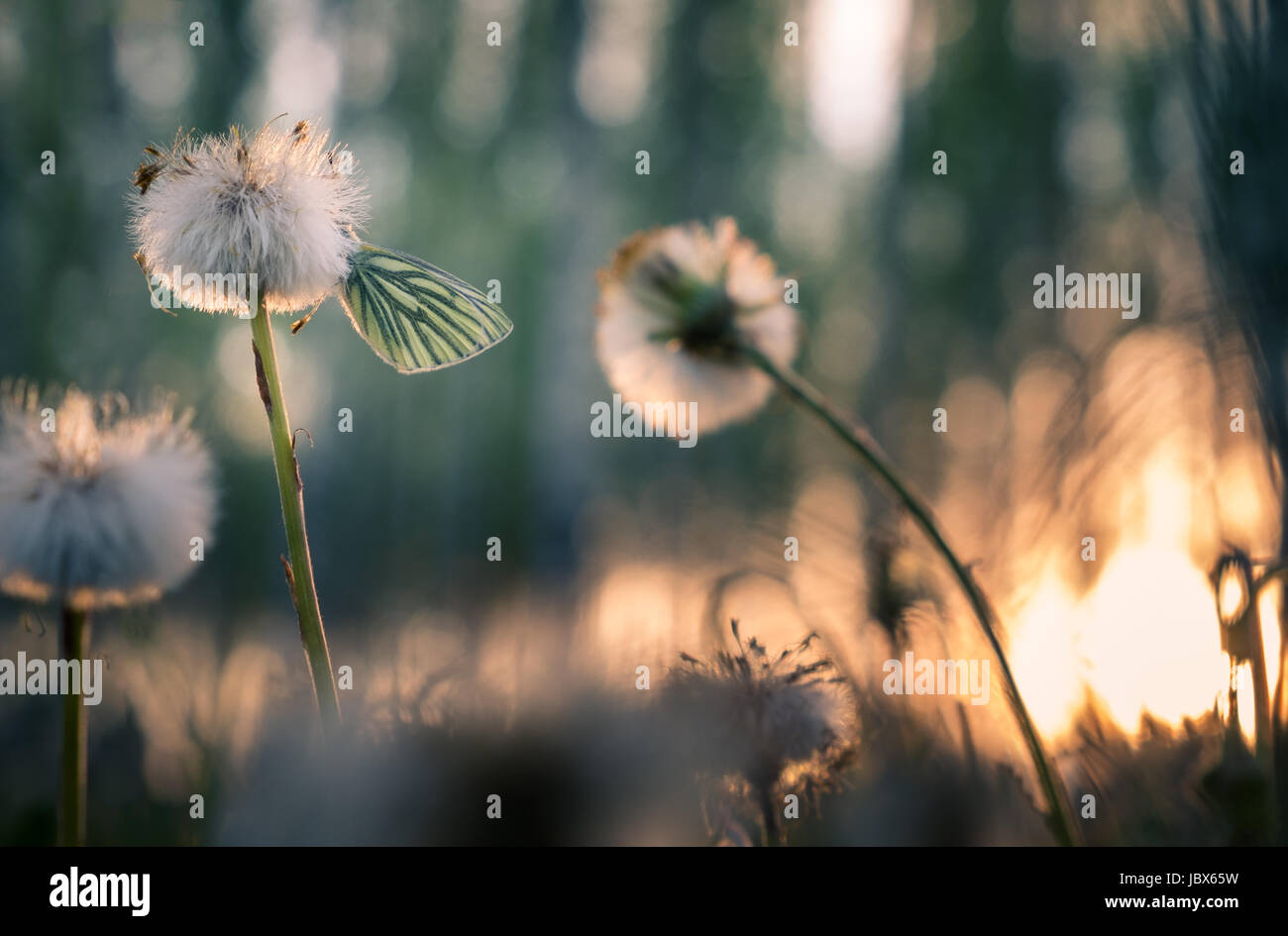 Close-up with butterfly and dandelion at spring evening. Nice background light. Stock Photo