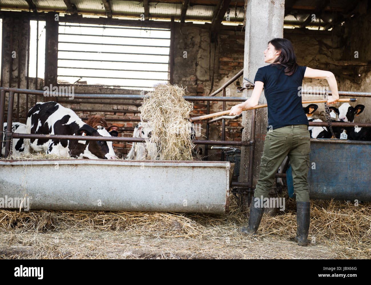 Female organic farmer feeding pitch fork of hay to calves on dairy farm Stock Photo