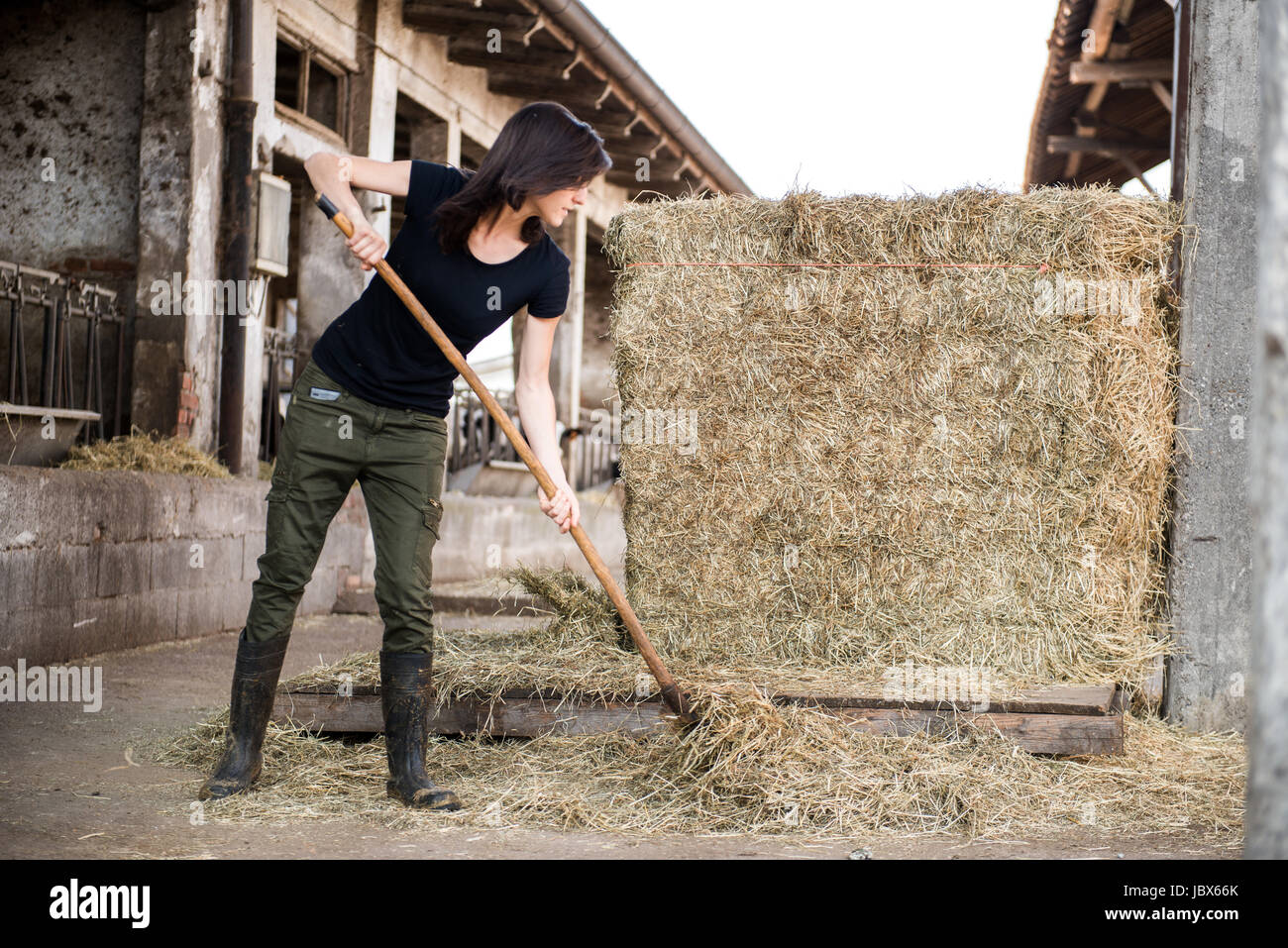 Female organic farmer pitch forking hay on dairy farm Stock Photo Alamy