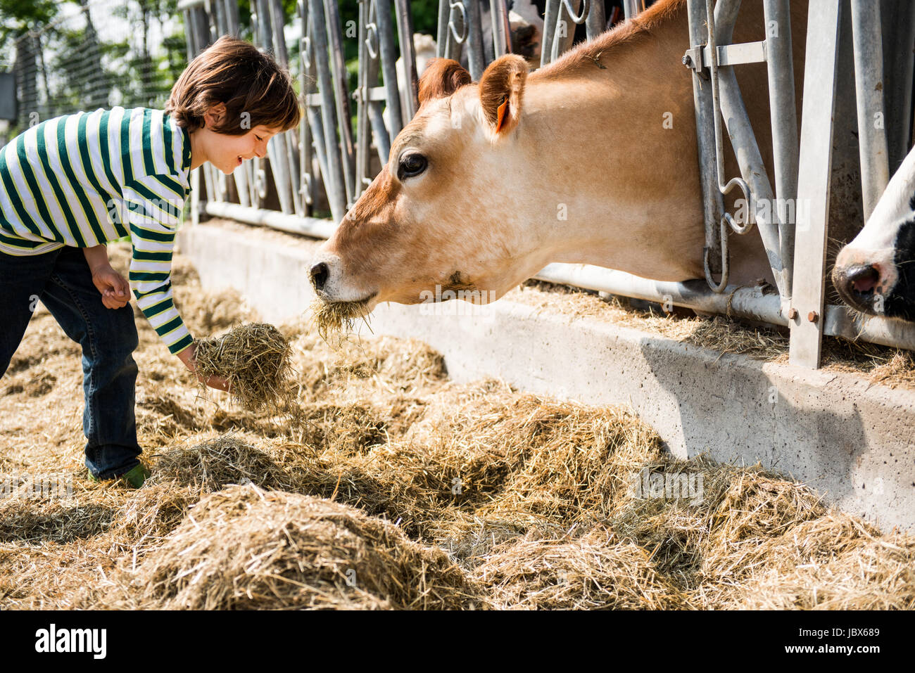 Boy feeding cow on organic dairy farm Stock Photo Alamy