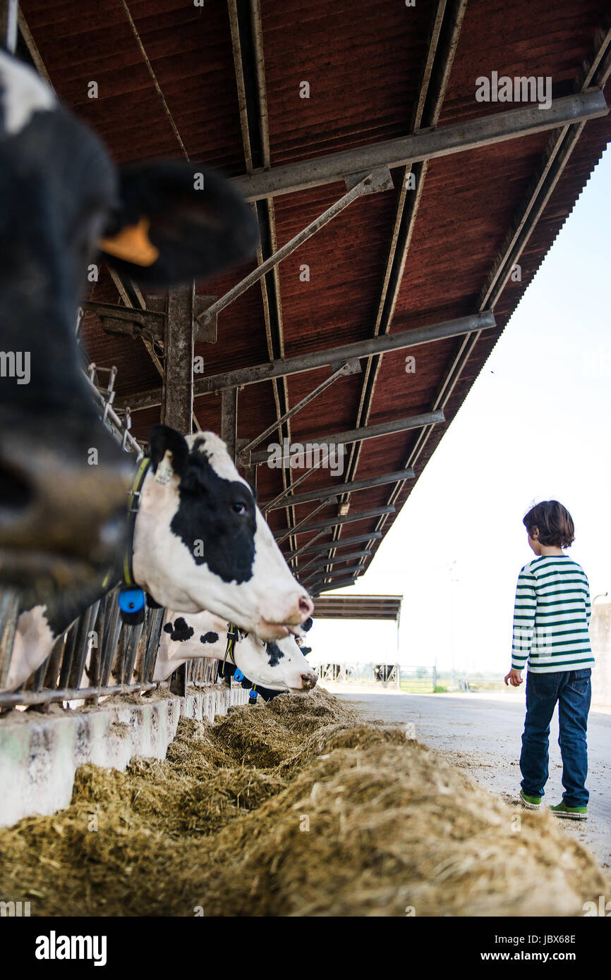 Boy with cows hires stock photography and images Alamy