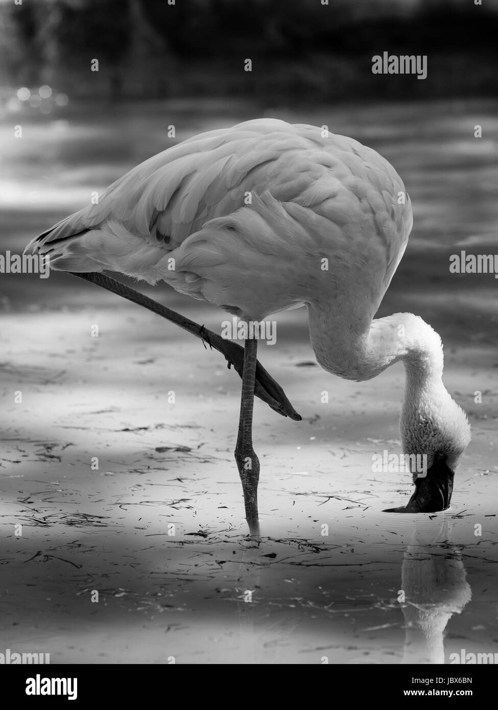 Flamingo Black and White Stock Photos & Images Alamy