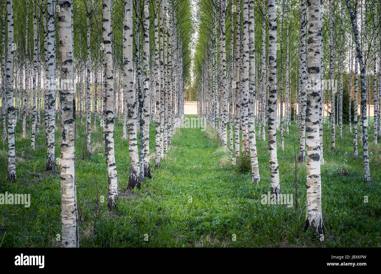 Scenic landscape with many birch trees at summer evening in Finland Stock Photo