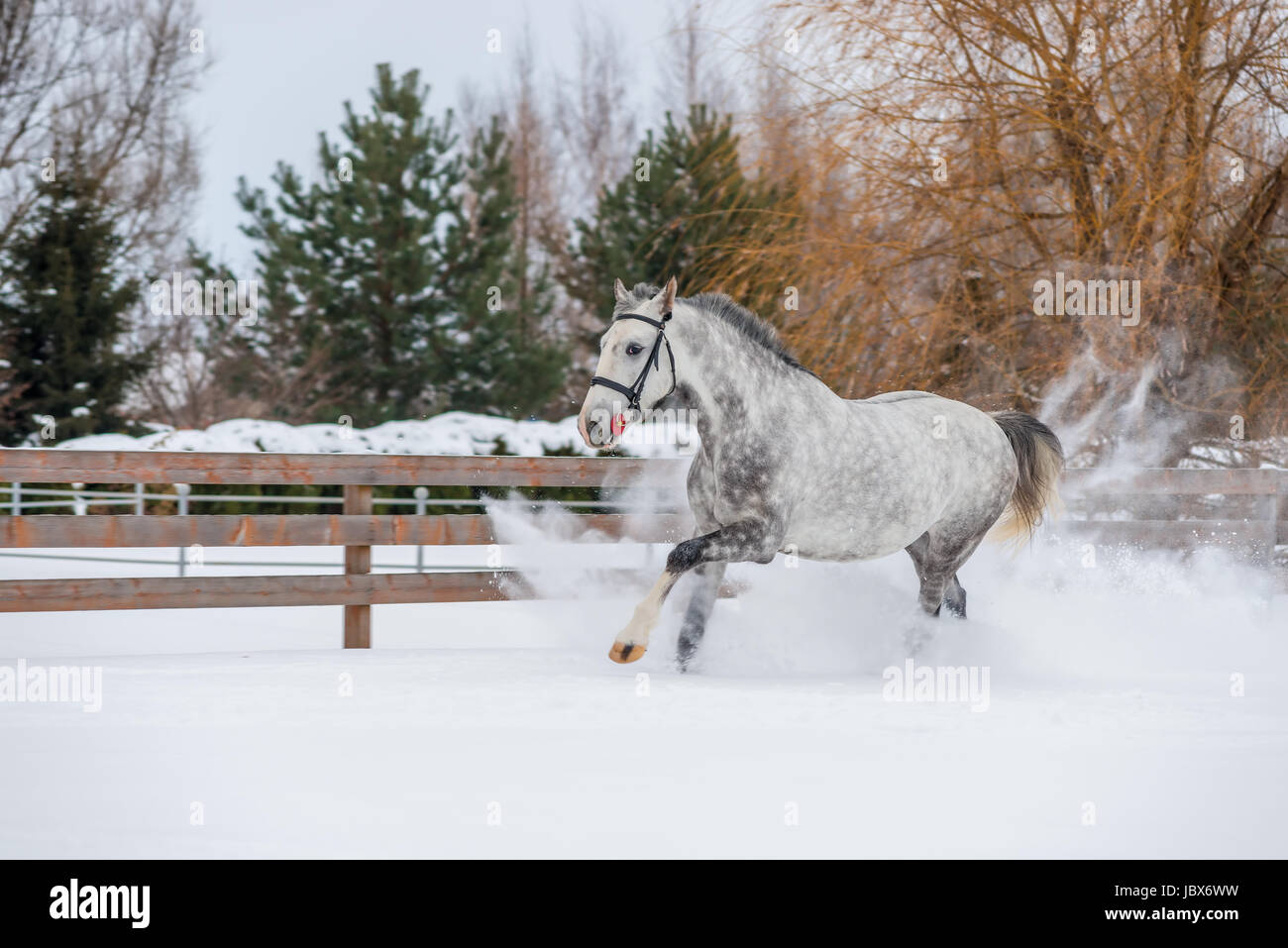 Very fast horse is running on the snowfield Stock Photo