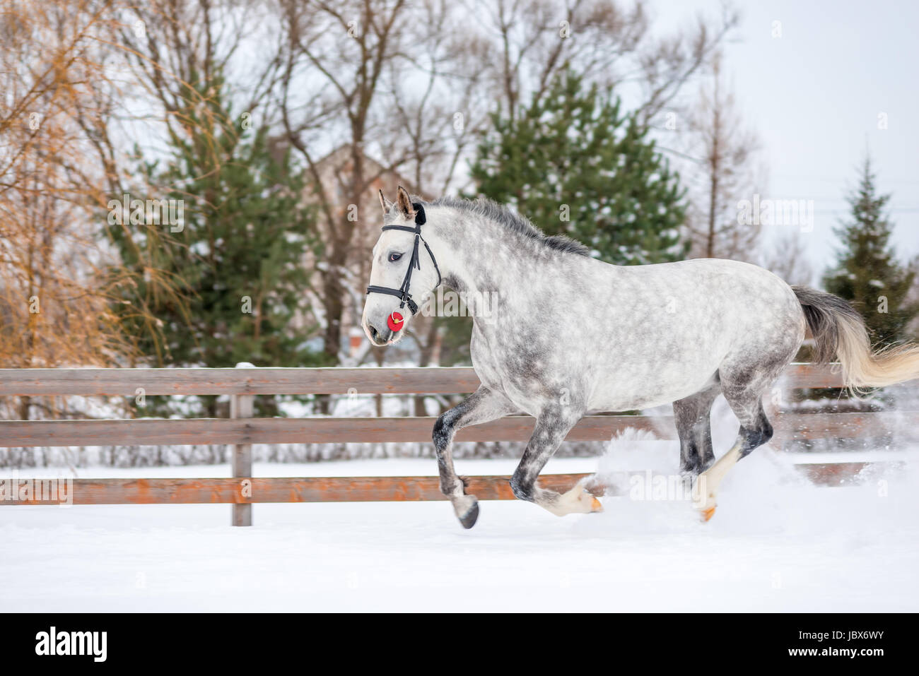 Portrait of a horse in apples running through the snow in winter on a ...