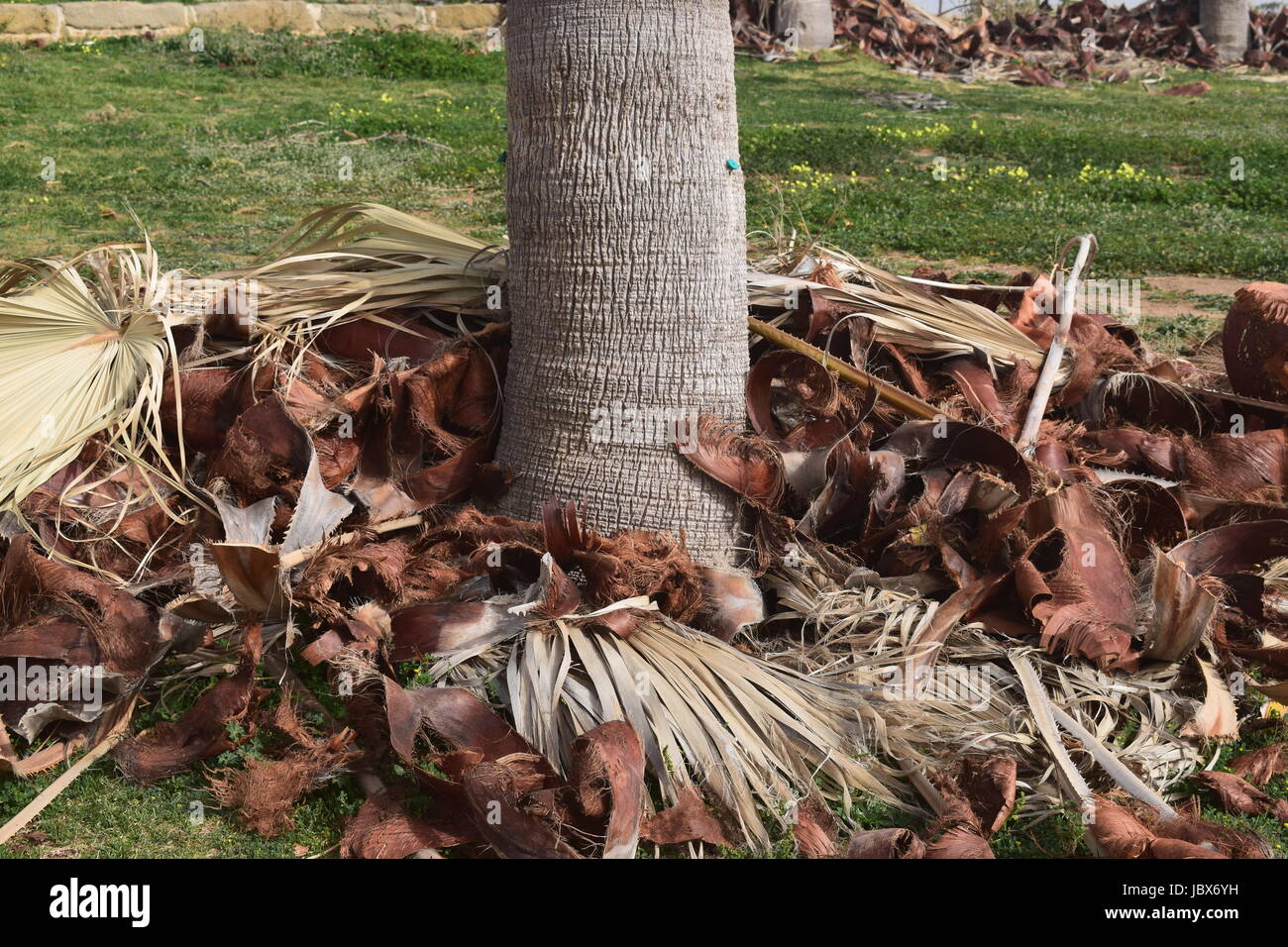 Palmtree pruning Stock Photo Alamy