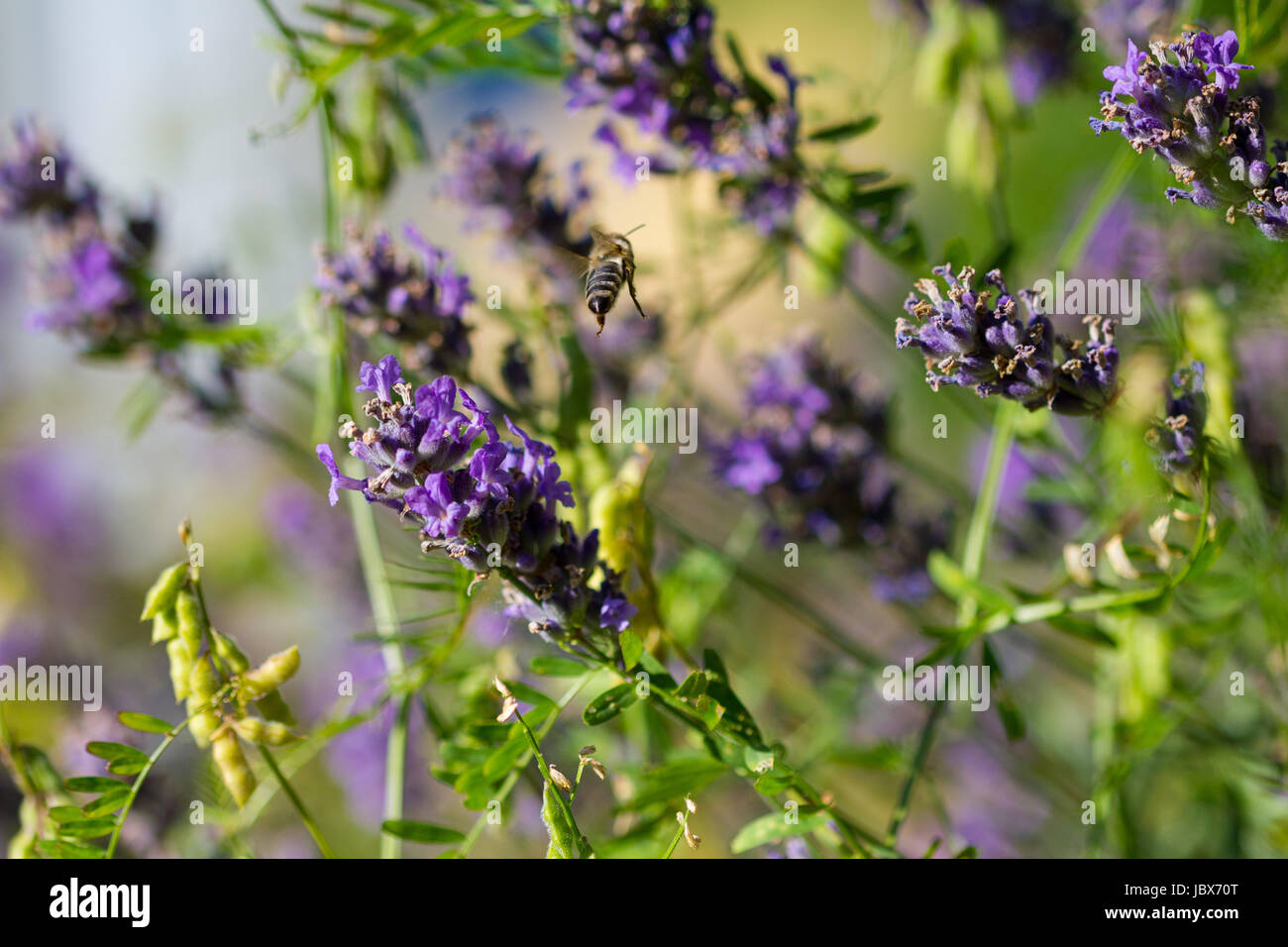 Das Bild zeigt eine Biene, die zwischen Lavendel fliegt. Stock Photo