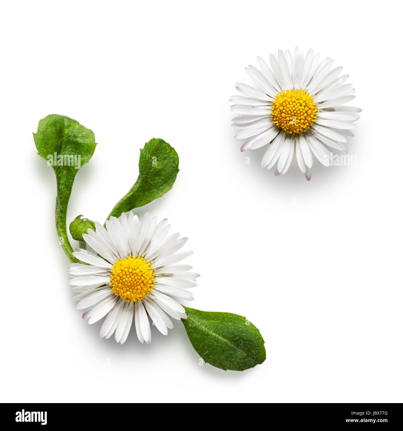 Small daisy bellis perennis flowers collection isolated on white background Stock Photo