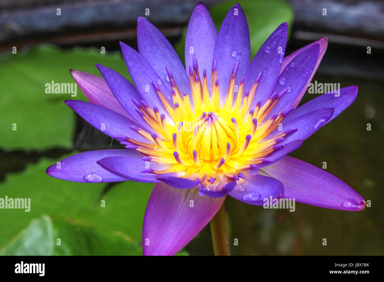 Purple lotus on a fish pond Stock Photo