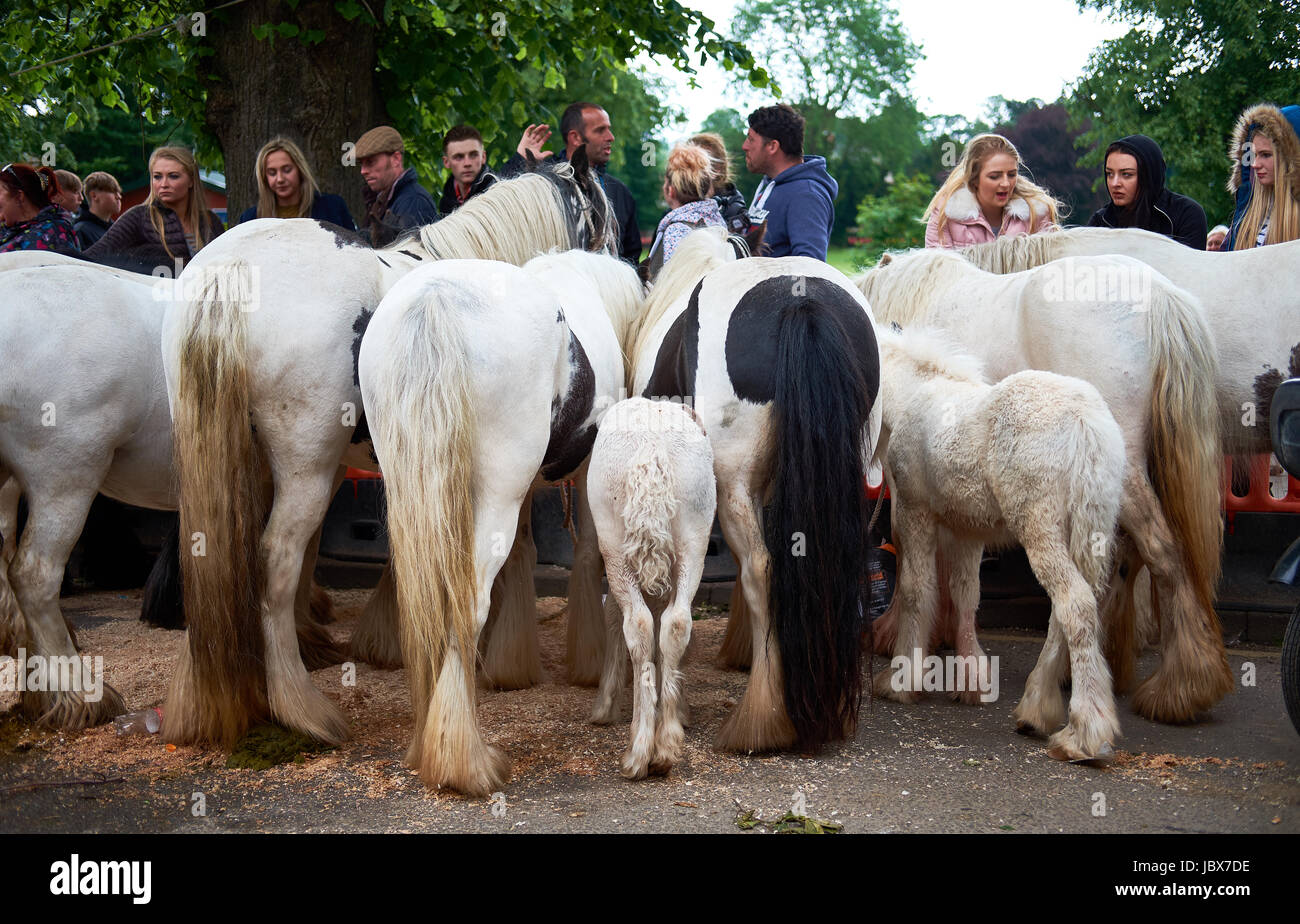 Horses lined up for sale in Appleby at the Appleby Horse Fair Stock