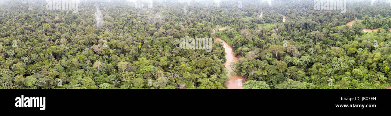 Panorama of the interior of pristine tropical rainforest in the Ecuadorian Amazon with a flowering understory shrub, family Acanthaceae. Stock Photo