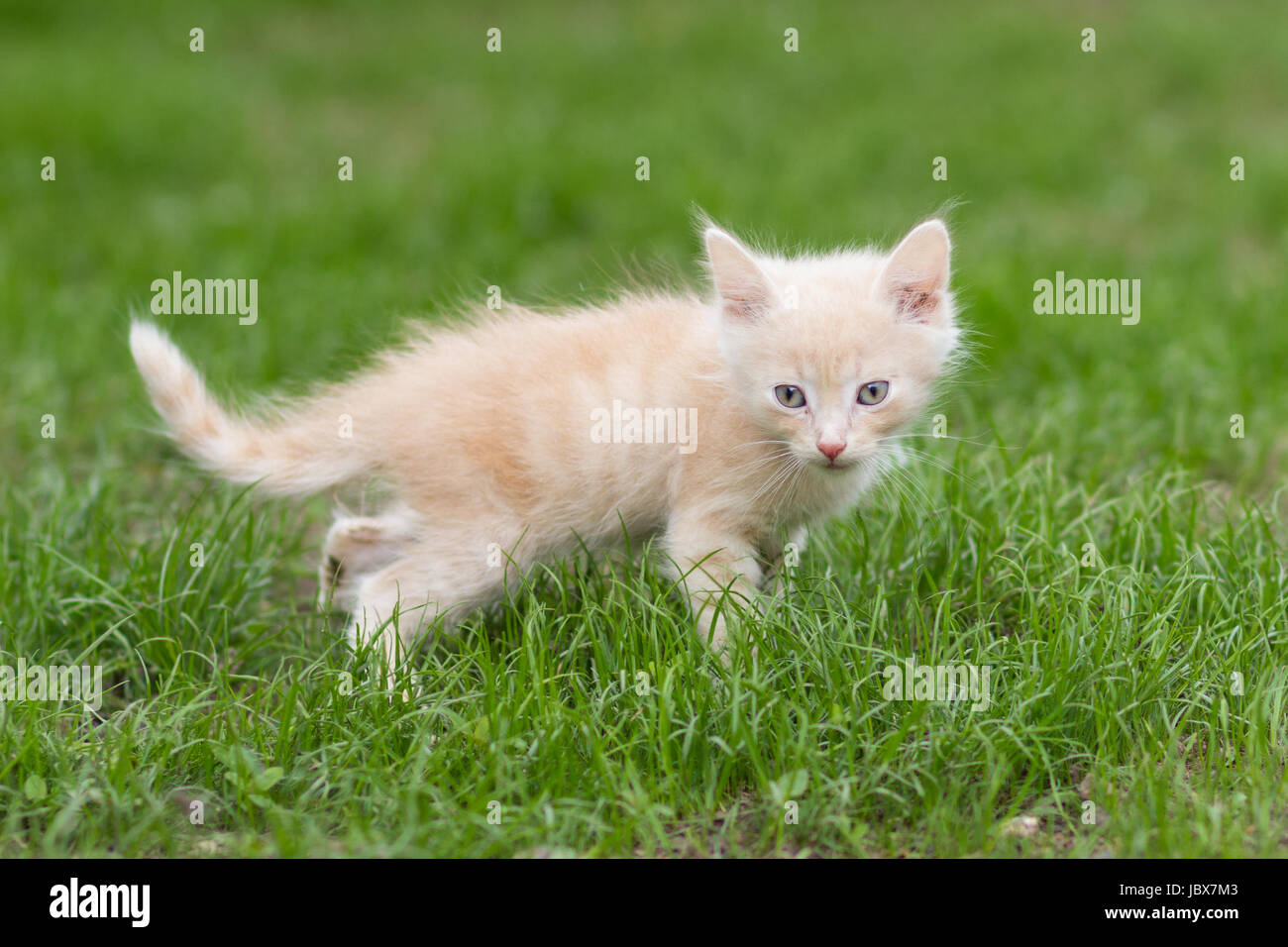 Young tabby kitten playing outside hi-res stock photography and images ...