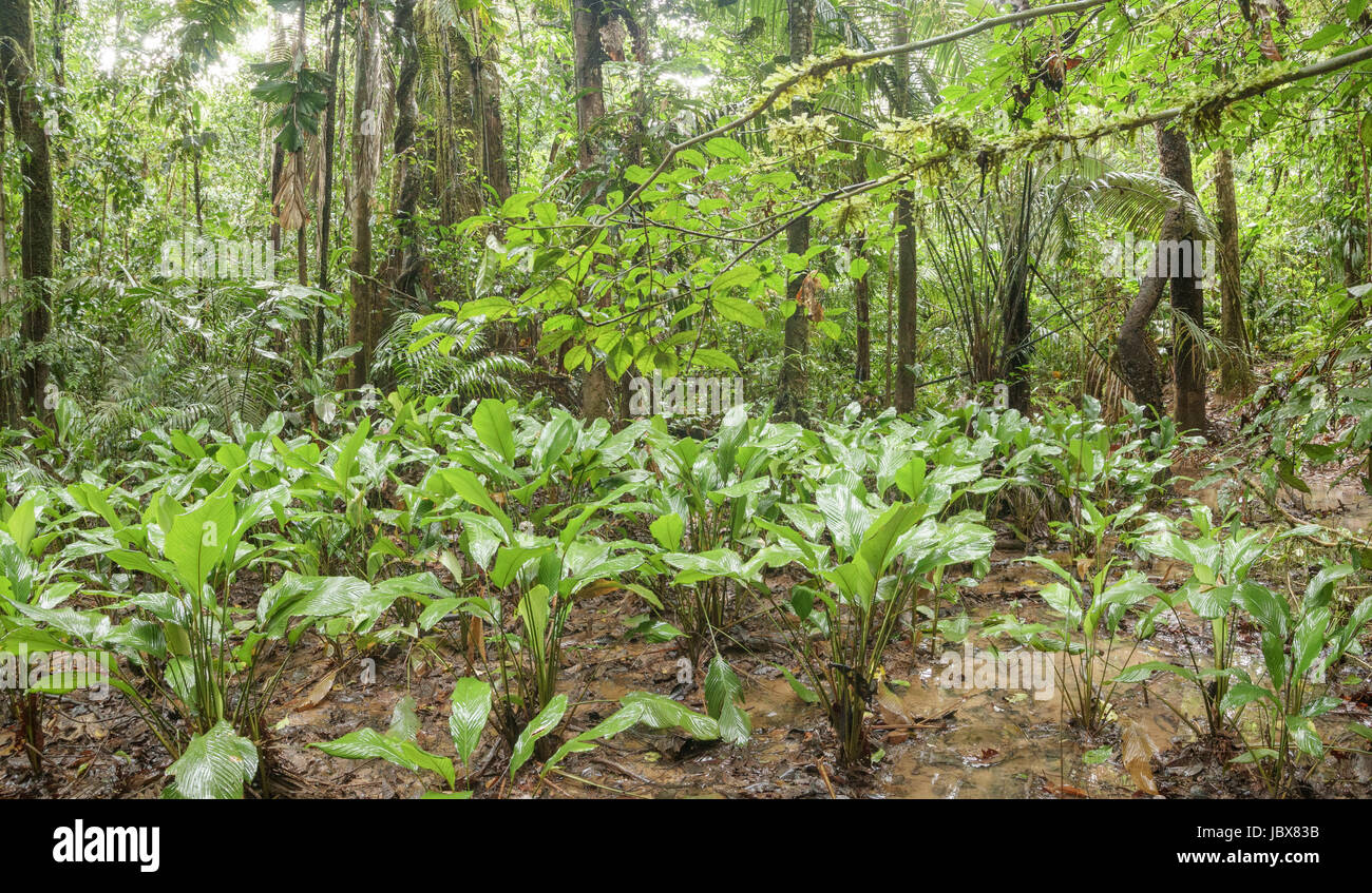 Clearing In The Tropical Rainforest High Resolution Stock Photography