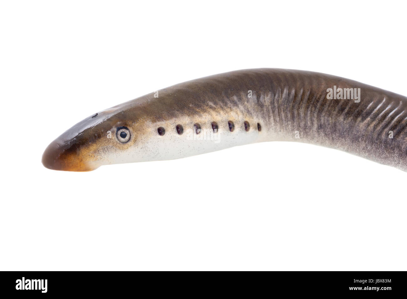 River lamprey - isolated on a white background Stock Photo