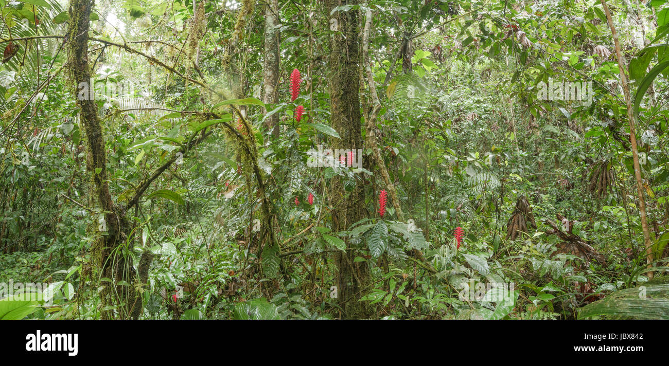 Panorama of the interior of pristine tropical rainforest in the Ecuadorian Amazon with a flowering understory shrub, family Acanthaceae. Stock Photo