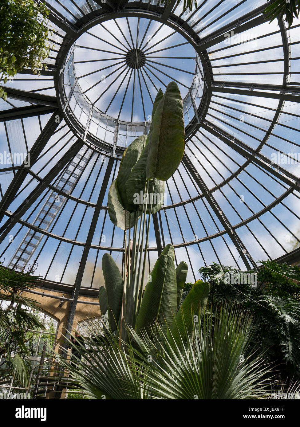palm house, botanical garden,  Amsterdam, Province North Holland, Netherlands Stock Photo